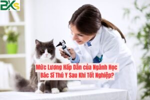 Mức Lương Hấp Dẫn của Ngành Học Bác Sĩ Thú Y Sau Khi Tốt Nghiệp?