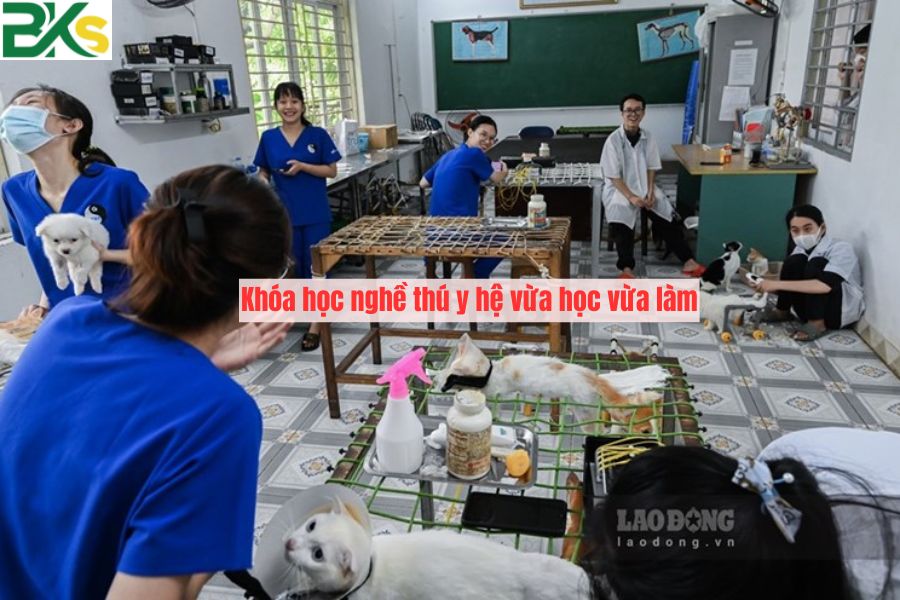 Khóa học nghề thú y hệ vừa học vừa làm