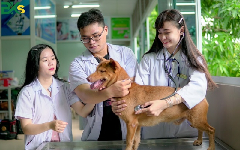 Giới thiệu chương trình học Cao đẳng thú y tại Bks 