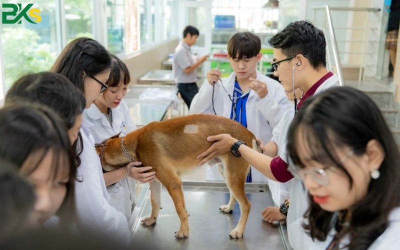 Thông tin xét tuyển khóa học Cao đẳng thú y tại BKs