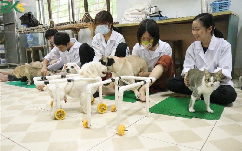 Trường học Cao đẳng Thú y uy tín tại TP.HCM 8 Điều kiện xét tuyển và thời gian học Cao đẳng Thú y