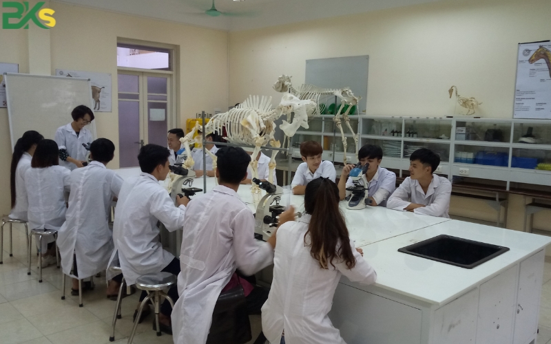 Trường học Cao đẳng Thú y uy tín tại TP.HCM 9 Tốt nghiệp Cao đẳng Thú y ra trường làm gì?