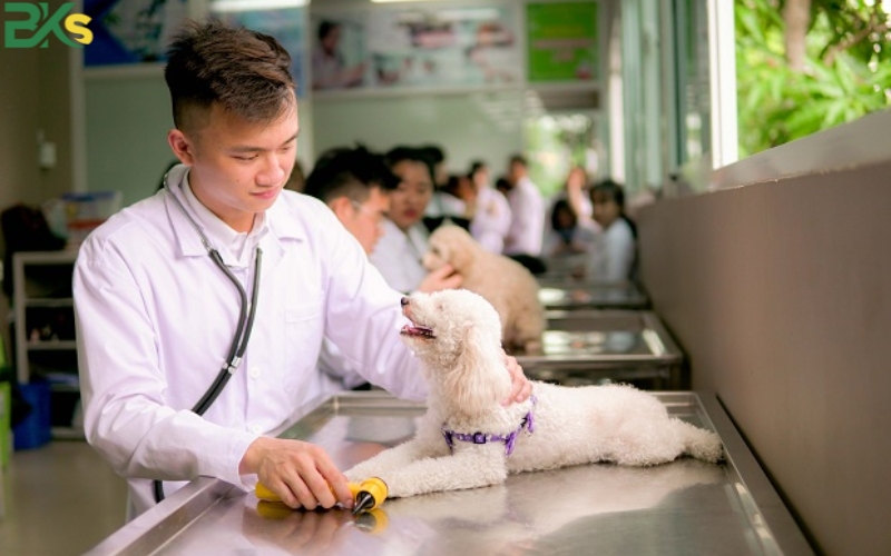 Trung Cấp Thú Y Là Gì?