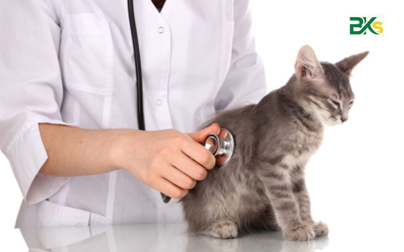Tuyển sinh Trung cấp Thú Y chính quy - Học nhanh, có việc làm sớm 7 Học xong Trung cấp Thú Y chính quy ra làm gì?