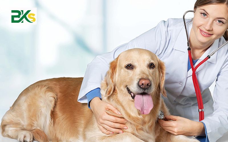 Tuyển sinh Trung cấp Thú Y chính quy - Học nhanh, có việc làm sớm 5 Trung cấp Thú Y chính quy