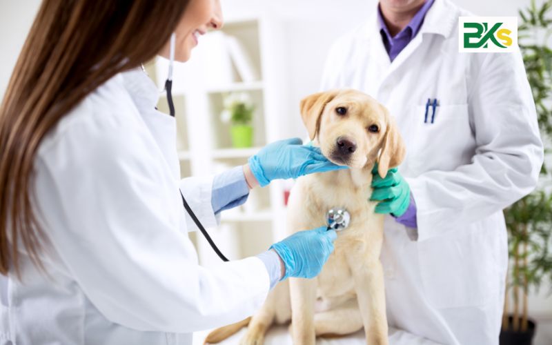 Thông báo tuyển sinh Trung cấp Thú y từ xa 7 Những tố chất phù hợp để theo học Trung cấp Thú y từ xa