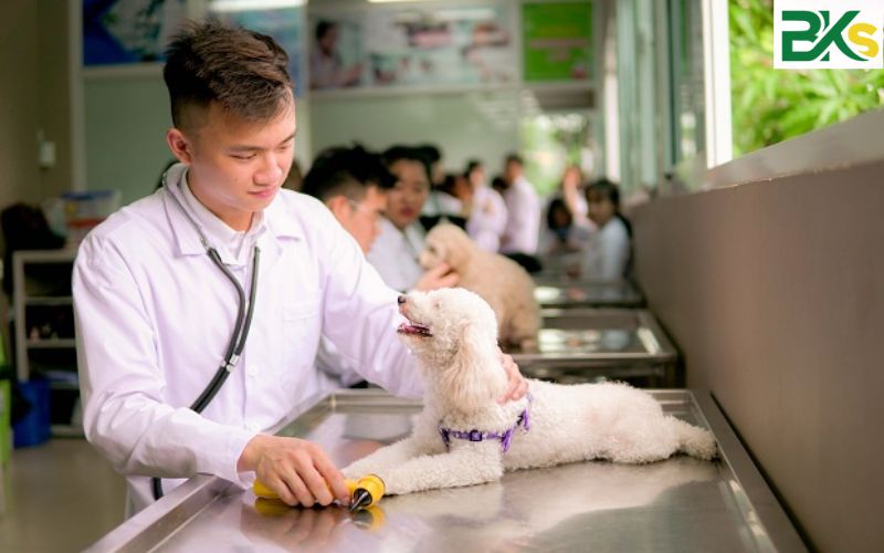 Nên học Văn bằng 2 Cao đẳng Thú y ở đâu tại TP.HCM?