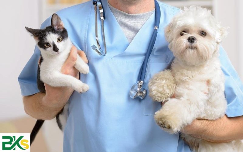 Ra trường có Văn bằng 2 Cao đẳng Thú y rồi thì làm gì?