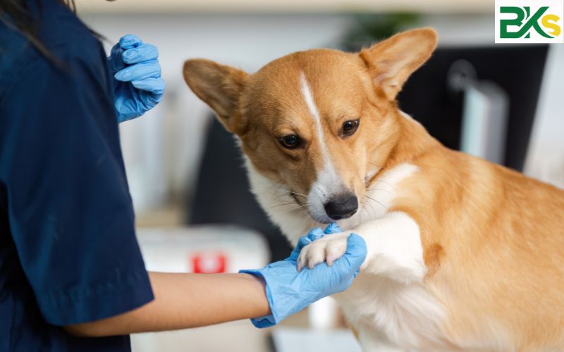 Các Trường Trung cấp Thú y ở TPHCM 5 Mục tiêu của chương trình Trung cấp Thú y