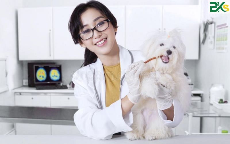 Thông báo xét tuyển khóa học Trung cấp Thú Y tại Trường Trung cấp Công nghệ Bách khoa