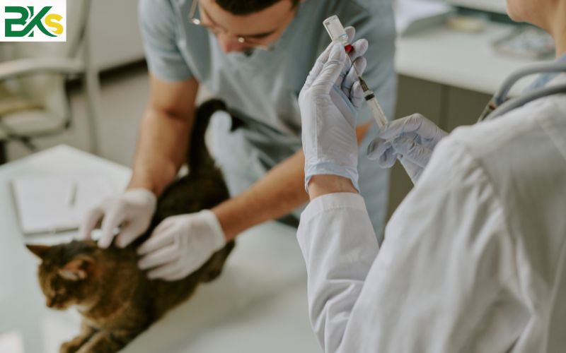 Học phí ngành Trung cấp Thú y Từ xa tại BKs