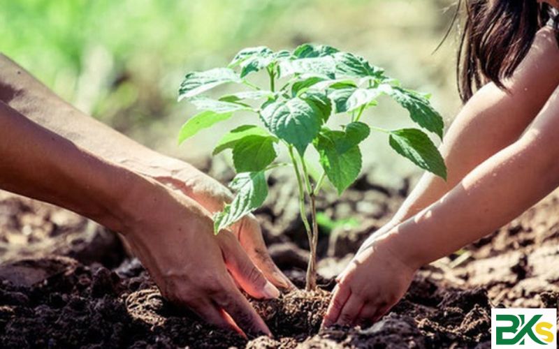 Mục tiêu đào tạo ngành Trung cấp Trồng trọt và Bảo vệ thực vật