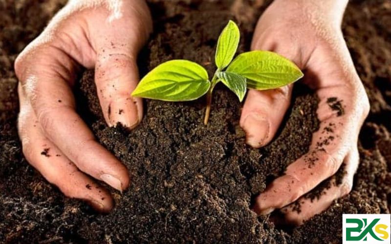 Thời gian học Trung cấp Trồng trọt và bảo vệ thực vật tại BKs