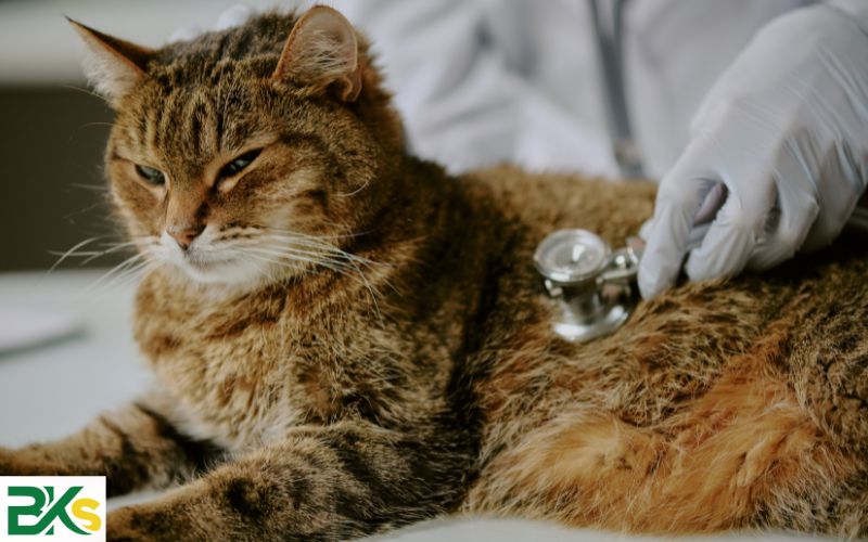 Vì sao nên học Trung cấp Thú y Từ xa ở BKs?