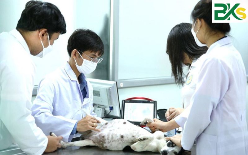 Học Trung cấp ngành Thú Y dành cho người đi làm 6 Các địa điểm học Trung cấp ngành Thú Y uy tín gợi ý cho người đi làm