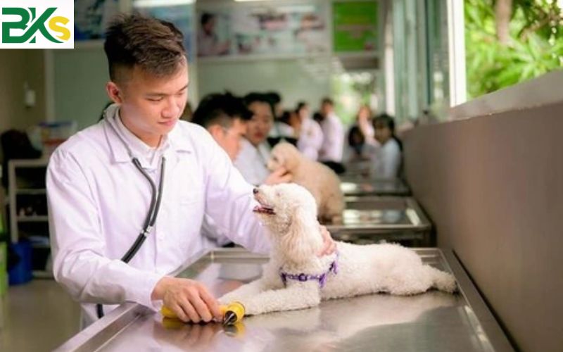 Học Trung cấp ngành Thú Y dành cho người đi làm 5 Mục tiêu đào tạo Trung cấp ngành Thú Y dành cho người đi làm