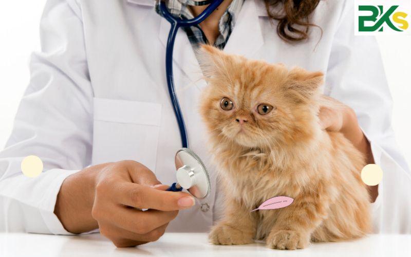 Thời gian đào tạo Trung cấp Thú Y Online bao lâu?