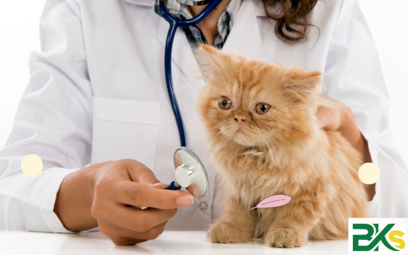 Những ai nên đăng ký học Trung cấp ngành Thú y online?