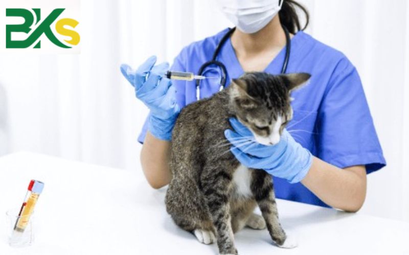 Vì sao nên chọn học Trung cấp Thú y online tại Trường Trung cấp Công Nghệ Bách Khoa?