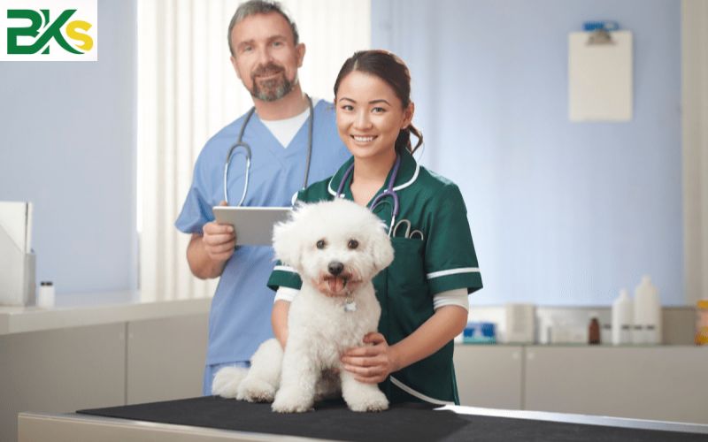 Bác sĩ Thú Y học bao nhiêu năm? 5 Bác sĩ Thú Y học bao nhiêu năm theo từng hệ đào tạo?