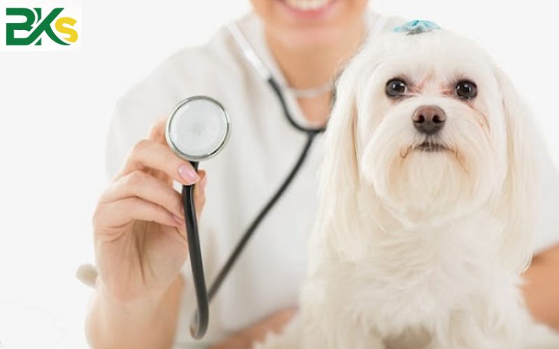 Bác sĩ Thú Y học bao nhiêu năm? 6 Học ngành Thú y gồm những gì?