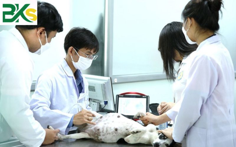 Học ngành Thú Y ở đâu để dễ đi làm lương ổn?