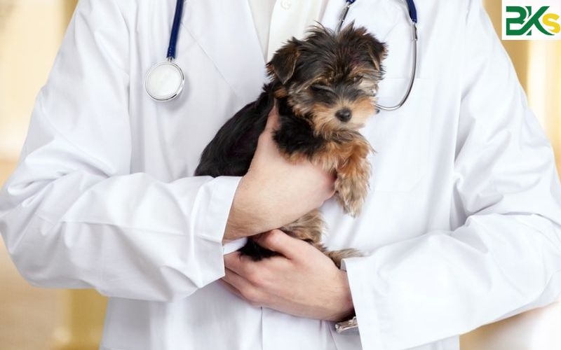 Bác sĩ Thú Y học bao nhiêu năm? 7 Học phí ngành Thú y có cao không?