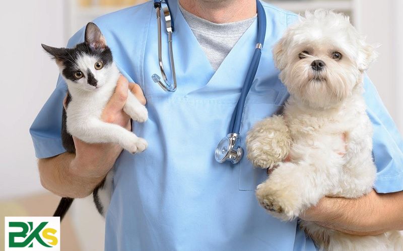 Mức lương Bác sĩ Thú Y hiện nay ra sao?