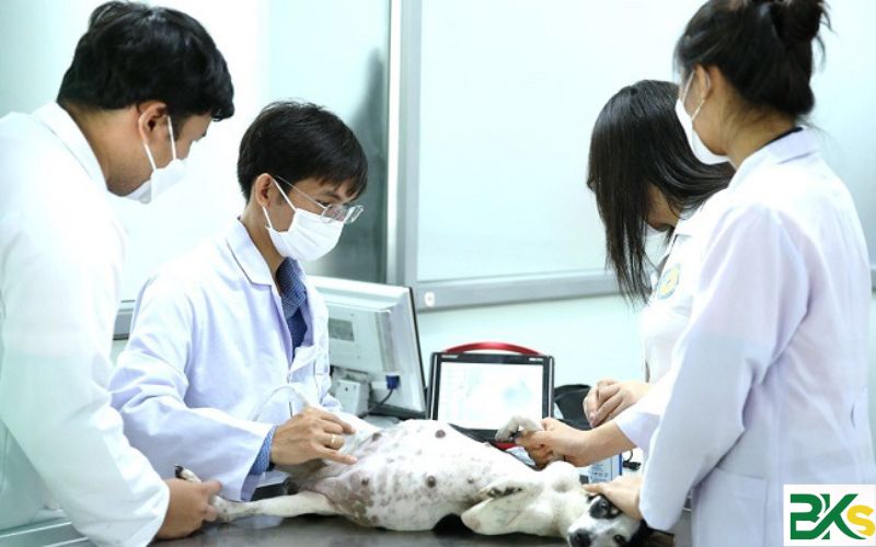 Học Trung cấp ngành Thú Y có lâu không?