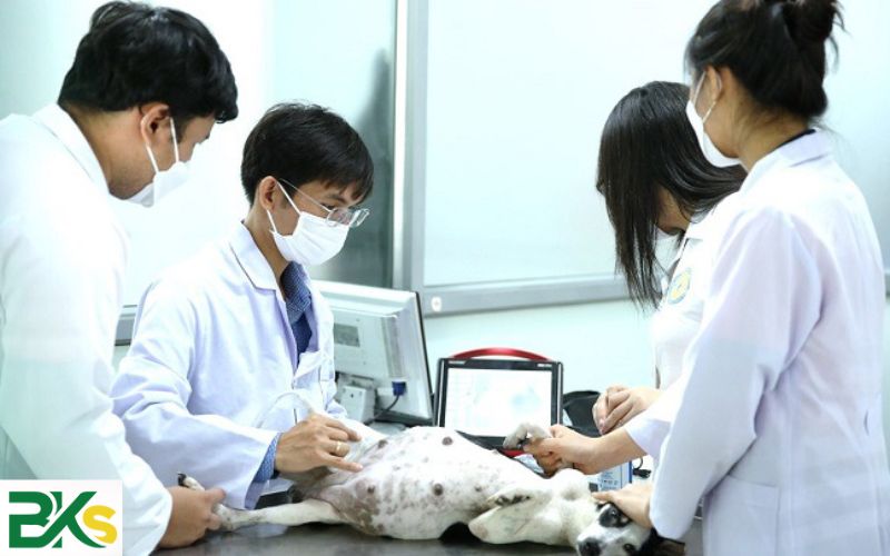 Trung cấp Thú y là học cái gì mà nhiều người theo vậy?