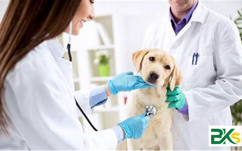 Cao đẳng Thú y là học cái gì? 