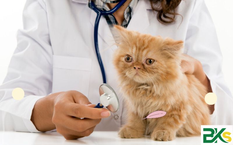 Có nên học Liên thông từ Trung cấp Thú Y lên Đại học không?