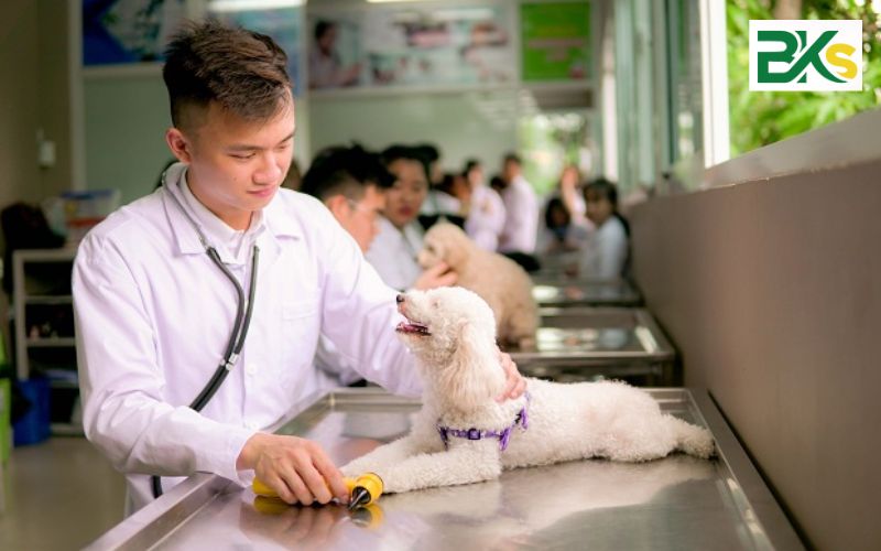 Đăng ký học Văn bằng 2 Thú y ở đâu là hợp lý?