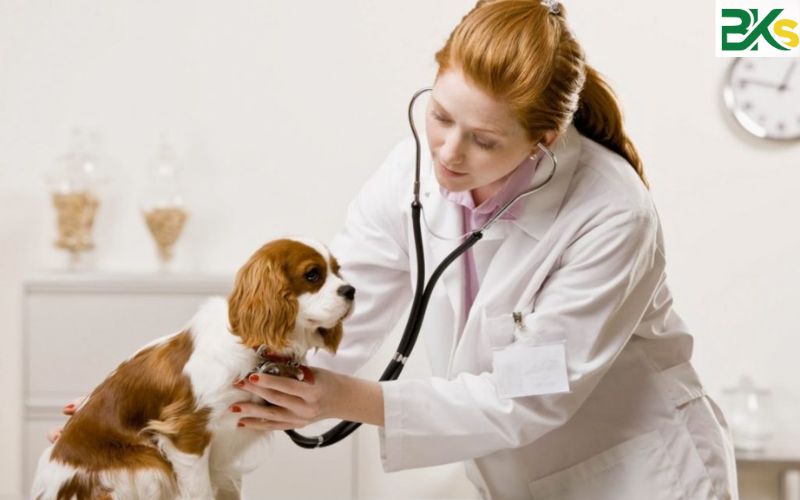 Học Liên thông từ Trung cấp Thú Y lên Đại học xong ra làm gì?