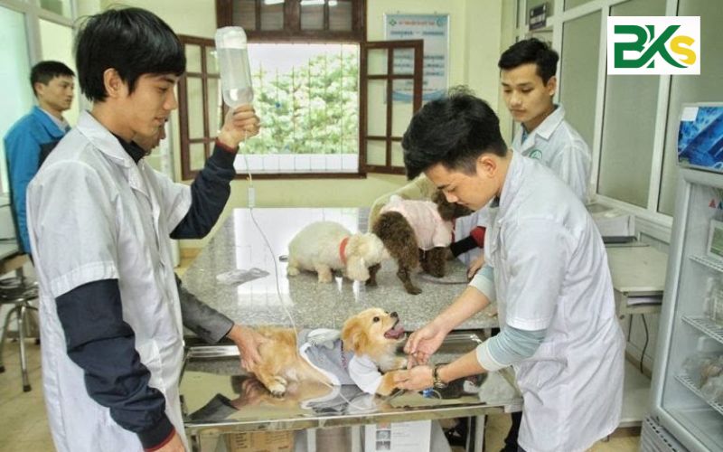 Học Văn bằng 2 Thú y sẽ học những gì?