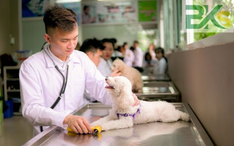 Khóa học Liên thông Trung cấp Thú Y online lên đại học uy tín 6 Hình thức học Liên thông Trung cấp Thú Y online phù hợp với người đi làm