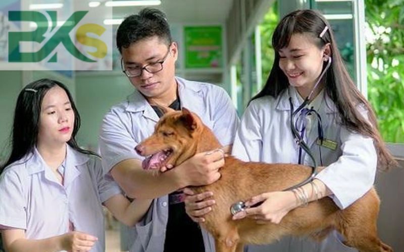 Học ngành Thú Y hệ Từ xa nhưng vẫn chú trọng kỹ năng thực hành