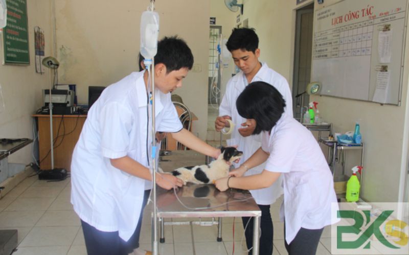 Nên học ngành Thú y hệ Cao đẳng ở đâu?