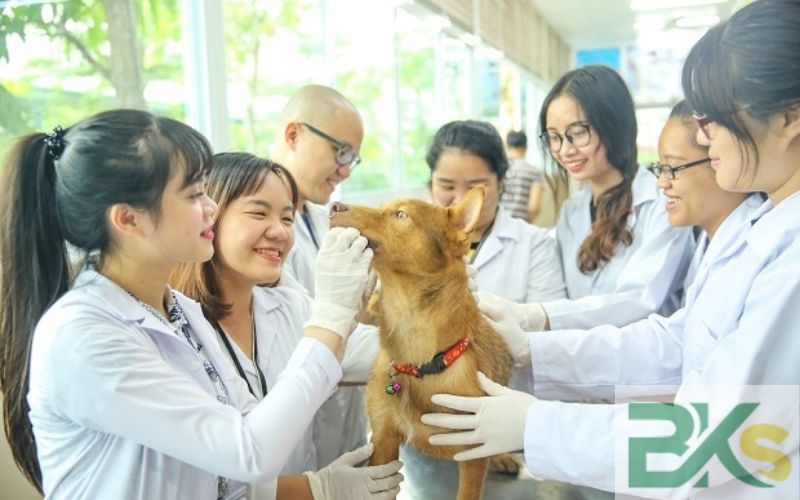 Những ai phù hợp để học ngành Thú y hệ Cao đẳng?