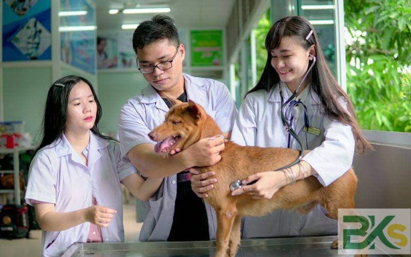 Khóa học Liên thông Trung cấp Thú Y online lên đại học uy tín 5 Vì sao nên học Liên thông Trung cấp Thú Y online lên Đại học?