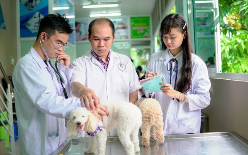 Xét học bạ ngành Thú y hệ Cao đẳng có lợi thế gì?