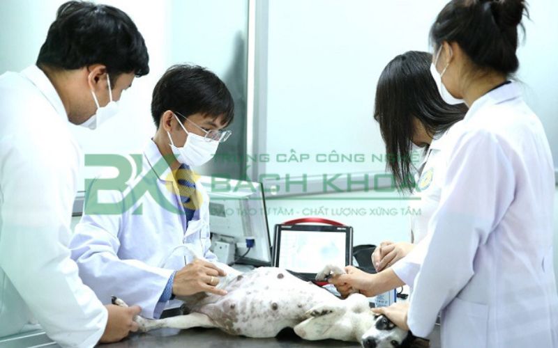 Nên học Đại học hay Cao đẳng ngành Thú Y? 5 Nên học Đại học hay Cao đẳng ngành Thú y để dễ phát triển nghề nghiệp?