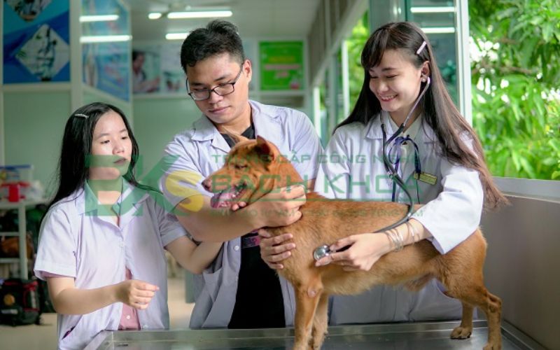 Trung cấp ngành Thú Y học online có bằng Chính quy không?