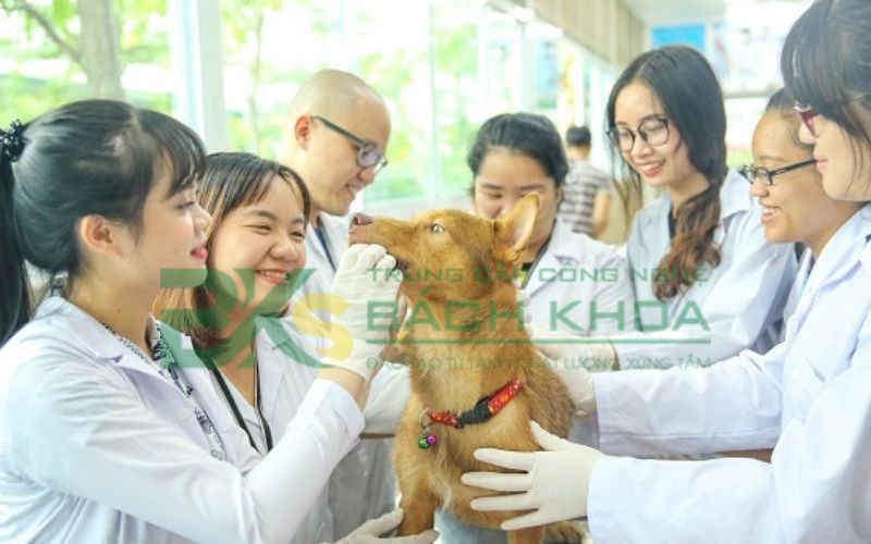Trung cấp ngành Thú Y học online xong có thể làm gì?