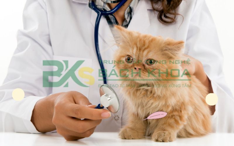 Nên học Đại học hay Cao đẳng ngành Thú Y? 7 Vì sao nhiều người lựa chọn học Cao đẳng ngành Thú y?