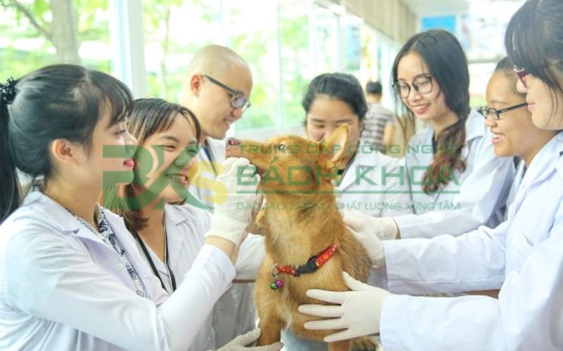 Học Trung cấp Thú Y xong có thể làm những công việc gì?