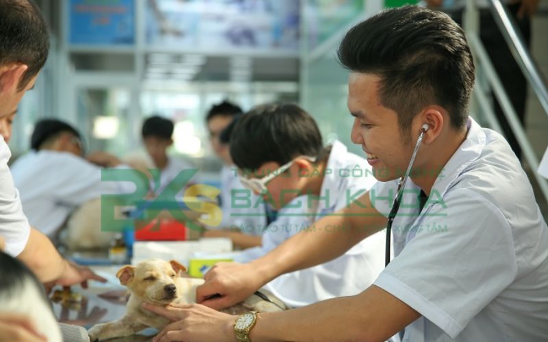 Nội dung chương trình đào tạo ngành Thú Y hệ Trung cấp