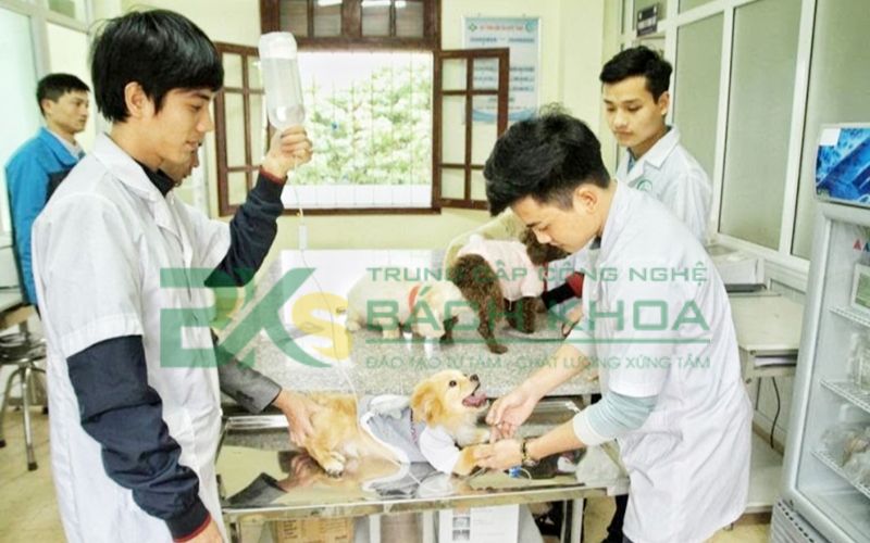 Trường đào tạo Cao đẳng Thú Y xong có thể làm công việc gì?