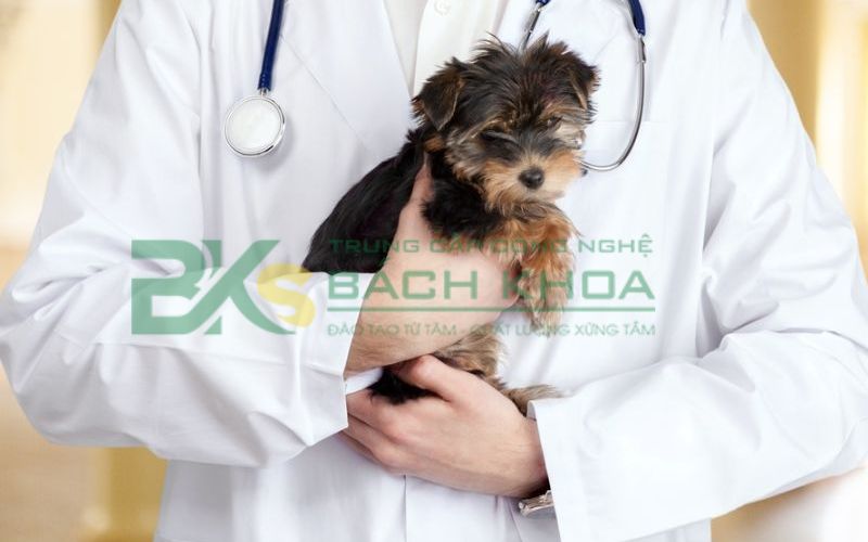 Trường đào tạo ngành Thú Y uy tín tại TPHCM? 6 Đào tạo ngành Thú Y