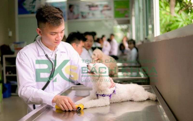 Mức học phí Trung cấp Thú y Online